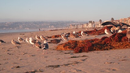 Seagull birds by ocean water on beach, sea waves at sunset in California, USA. Flock or colony of avian on coast sand of pacific shore, many sea gulls and kelp seaweed aglae at sundown, Mission beach.