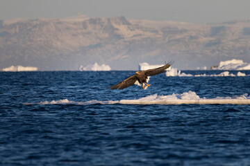 Pigardo volando con pez en las garras sobre icebergs en el polo norte.