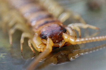 Front view of the fearsome face of a scolopendra 