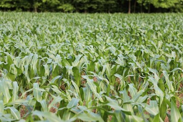 field of tulips