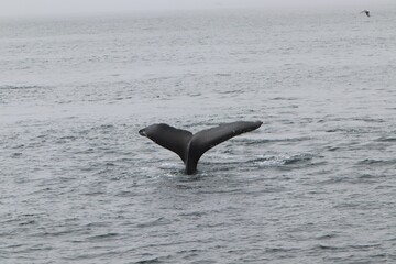 humpback tail