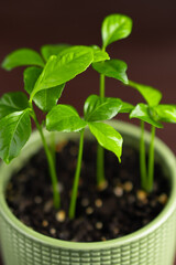 Baby lemon lime orange citrus plant in green pot on dark background. Selective focus. Close-up