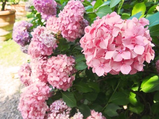 Summer Secret garden is utterly dreamy. Lush pink hydrangea flowers full bloom golden morning sunny day Japanese home plant care. Showy flowers, Flowering hortensia plant. Blossoming flowers in garden