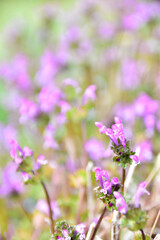 春の野の紫の花