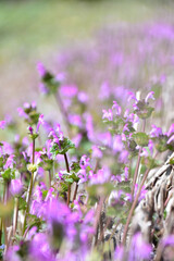 春の野の紫の花