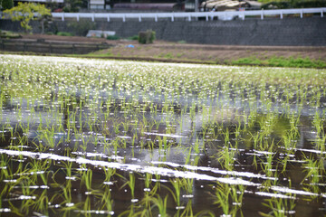 水の入った田んぼの植えられた稲