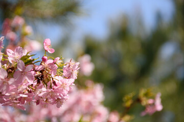 桜が咲く青空の春の風景