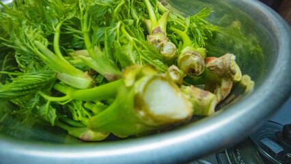 調理前の春の旬野菜のタラの芽 © IEPPEI