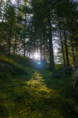The wood of the upper Anzasca valley with the first lights of the morning, near the town of Macugnaga, Italy - September 2021.