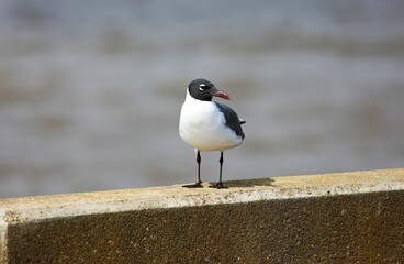 black headed gull