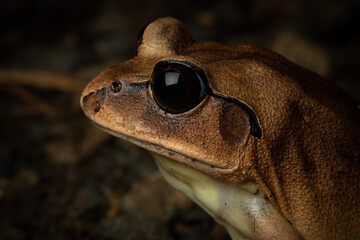 Close-Up Portrait of Greater Barred Frog (Mixophyes fasciolatus). Currumbin, Queensland, Australia