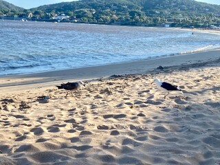 footprints on the beach