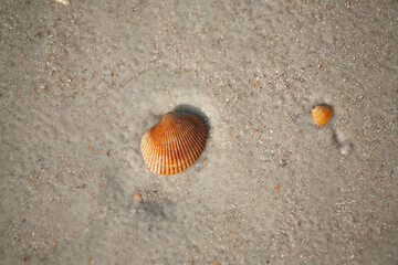 Small Seashell in the Sand at the Ocean 