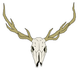 Animal skull with horns deer head isolated illustration