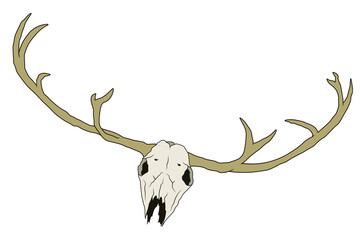 Naklejka premium Animal skull with horns reindeer head isolated illustration