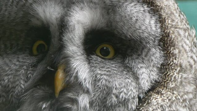Macro shot of grey Owl with yellow eyes looking at camera, extreme detail shot - prores 422 quality