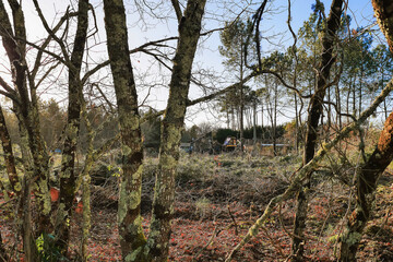 Deforestation in Gironde, France/D&eacute;forestation en Gironde, France