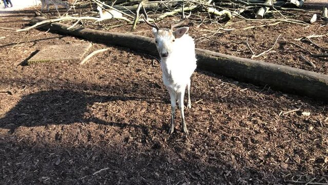 Rehe, Hirsche, Paarhufer in einem Gehege.