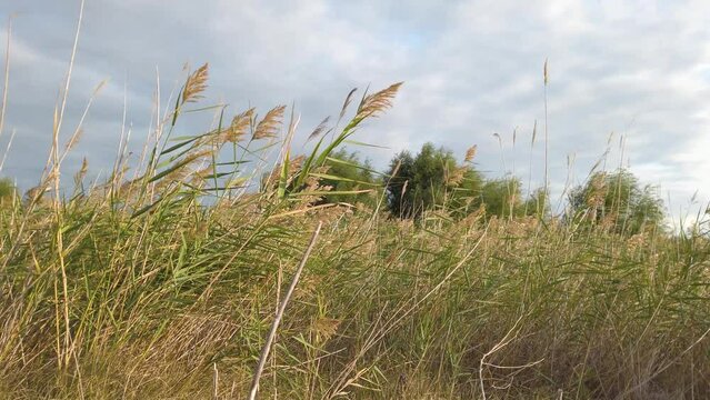 Dried reeds on the wild nature swayed on the wind. Green trees and sky in white and blue colours in the backround.