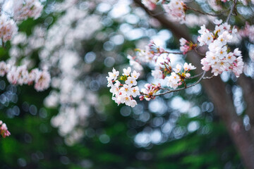 桜 / Japanese Cherry Blossom