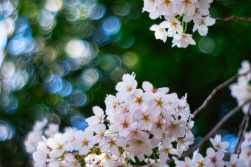 桜 / Japanese Cherry Blossom