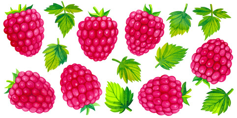 Raspberry berries and leaves isolated on white background, watercolor hand painted botanical fruit illustration