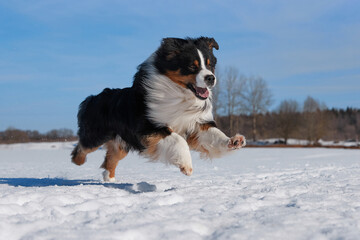 An Australian Shepherd dog runs in the snow during the day in winter in a blue sky