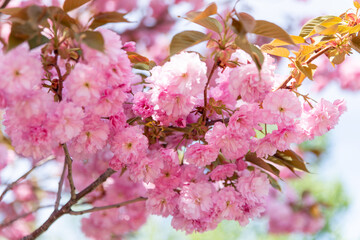 札幌市　円山公園の八重桜