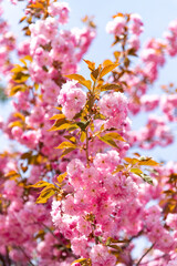 Obraz premium 札幌市 円山公園の八重桜