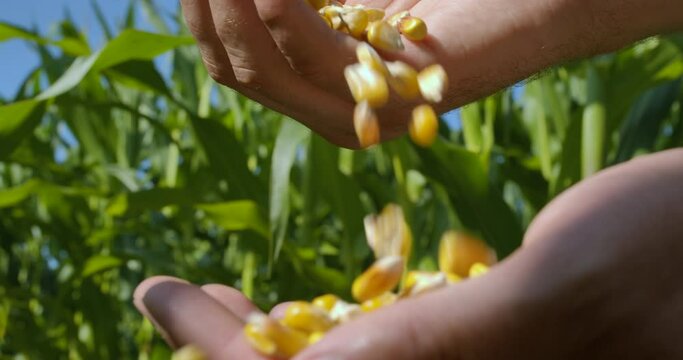 Corn Seed in Hands, Agriculture. Farmer Hands Cupping Maize Kernels in Field Harvest. Dry Corn Seeds in Farmer Hands Pouring Into Plantation Farm, Farmer Harvest Cereal Plant, Industrial Agriculture