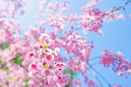 しだれ八重桜のつぼみ / Japanese Weeping Doule Cherry Blossom Buds © plalion