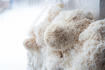 Hericium erinaceus mushroom monkey head mushroom, bearded tooth fungus, © TaylerDerden