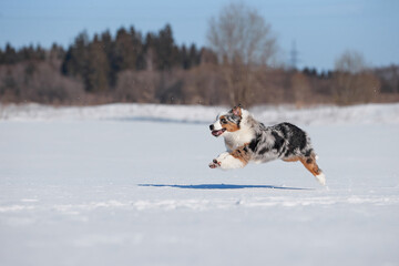 An Australian Shepherd dog runs in the snow during the day in winter in a blue sky