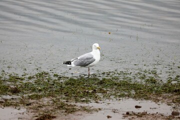 black headed gull