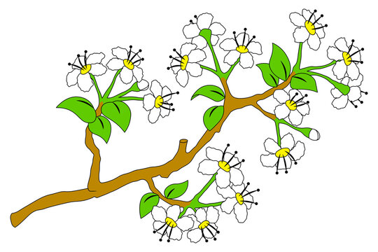 Floral branch with white flowers and leaves cartoon isolated illustration