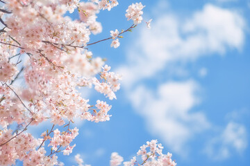 桜 / Japanese Cherry Blossom