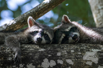 Closeup shot of a two racoons lying together on a tree branch