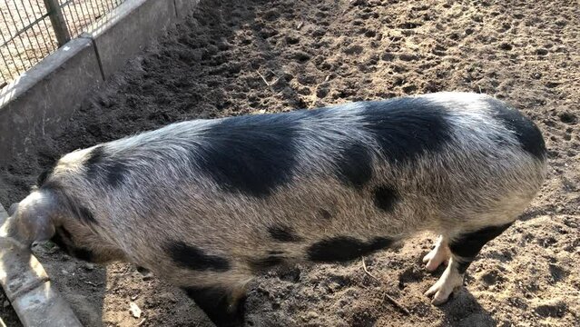 Ein gepflecktes Schwein auf einem Hof.