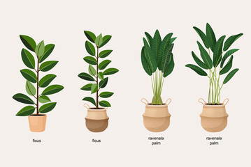 Collection of houseplants ficus and ravenala palm in pots for interior decoration. Set of vector illustrations of home flowers. Trendy home decor with plants, urban jungle.