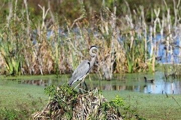 great blue heron