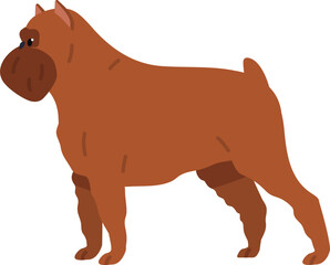 Griffon Bruxellois or Brussels Griffon Dog Breed Illustration