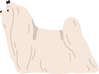 Obraz premium Maltese Dog Breed Illustration