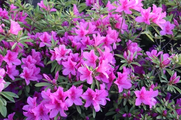 Fototapeten Azalee 진달래  © 찬기 전