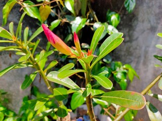 the unbloomed flower of the bud adenium obesum