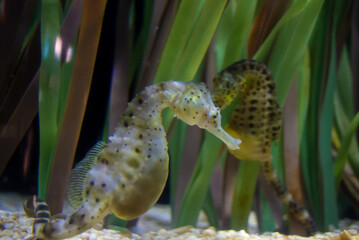 Seahorse in an aquarium, big-belly seahorse, Hippocampus abdominalis © Sergi Vargas Amengual/Wirestock Creators