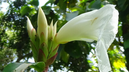 Closeup photos of flower and plants