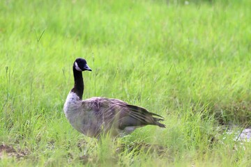 goose on the grass
