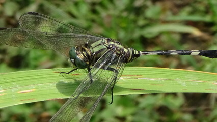 closeup photo of dragonfly on the leaf