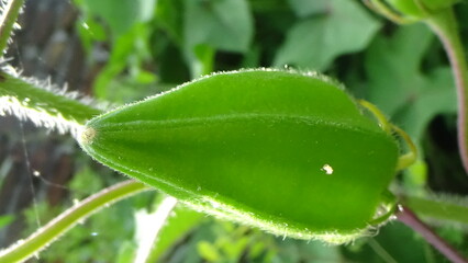 Closeup photos of flower and plants