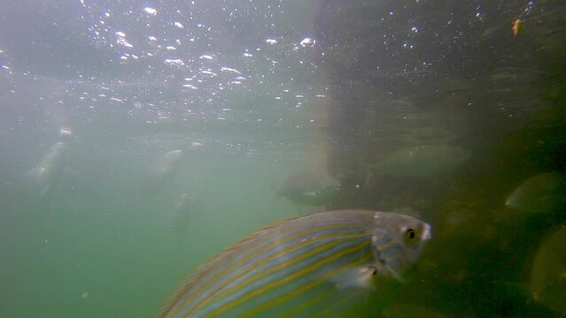 Slow motion of a group of Sarpa Salpa fishes